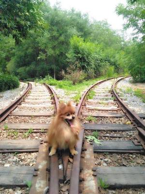成都高铁可以带狗吗,可以带宠物狗坐火车吗?