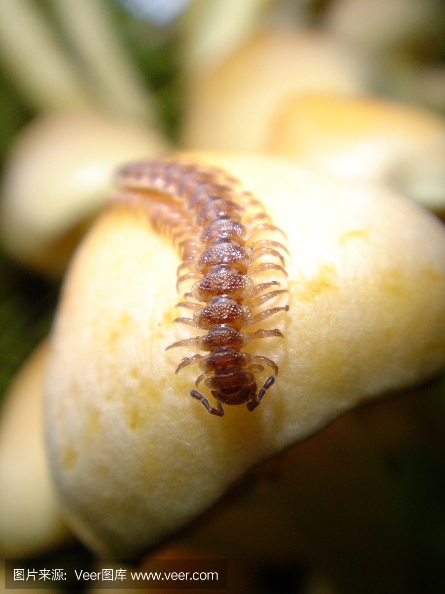 hrhr虫图片_hrhr虫图片素材_hrhr虫图片模板_图查查