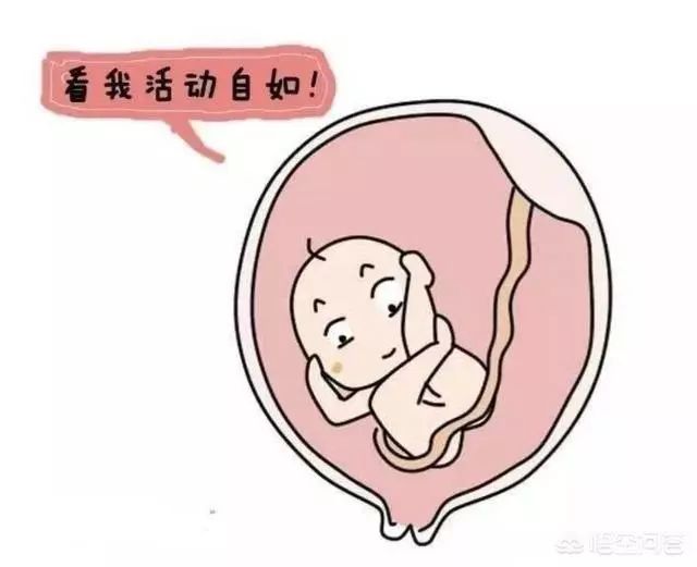 胎儿胎位什么时候固定