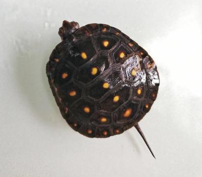 乌龟名称