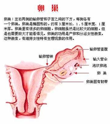 怎么样怀孕几率大