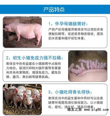 怀孕母猪呕吐怎么治疗