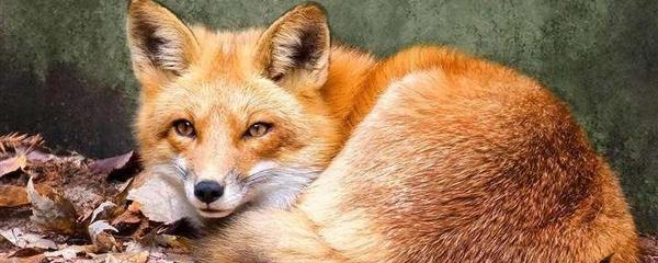 狐狸有什么特点