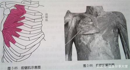 后肋骨疼是怎么回事