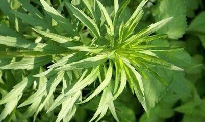 好听的中草药名