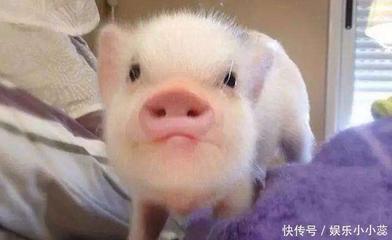 三月的猪的命运如何