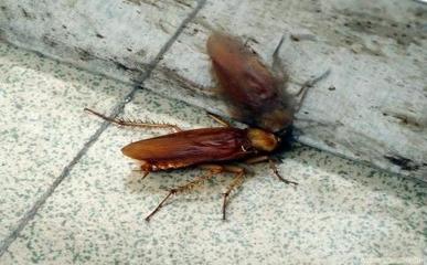 蟑螂最大能长到多大