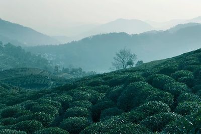 龙井茶树