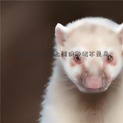 什么生肖最害羞