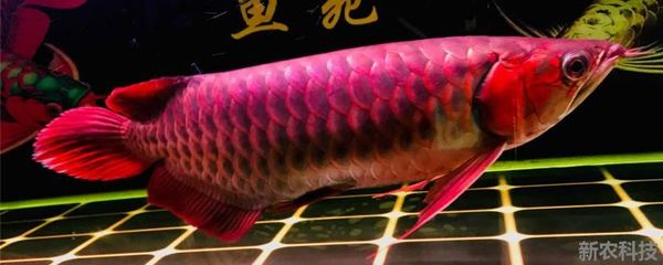 鉛筆雷龍魚長什么樣（鉛筆 雷龍） 吉羅魚批發(fā)