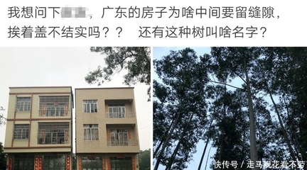 房子上长树好不好