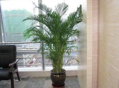 西阳台适合种什么植物