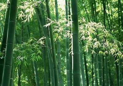做梦梦见摘柿子