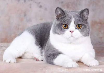猫咪多大会怀孕