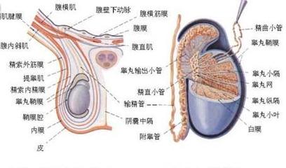 精子苦是怎么回事
