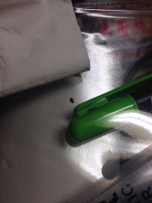 卧室有棕色硬壳小虫子