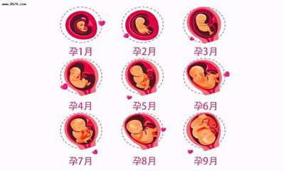 怀孕过程图