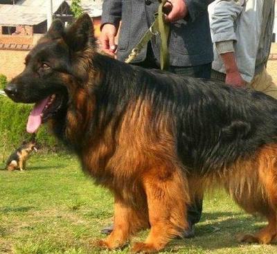 德国牧羊犬起名字大全