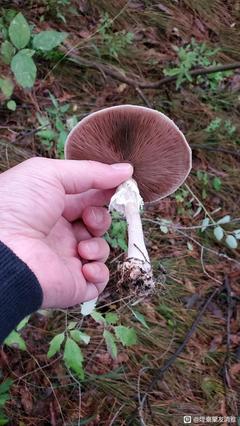 食用红蘑菇,谁知道这是什么蘑菇,能吃吗?