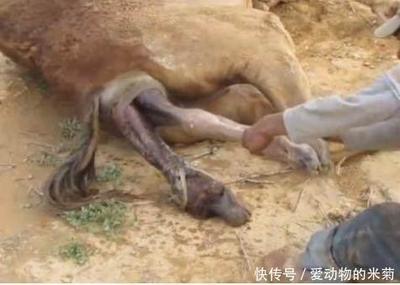 孩子几个月有胎动
