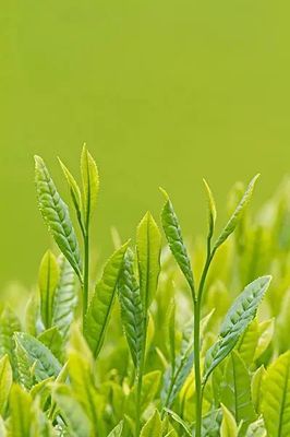 茶树精油点涂痘痘