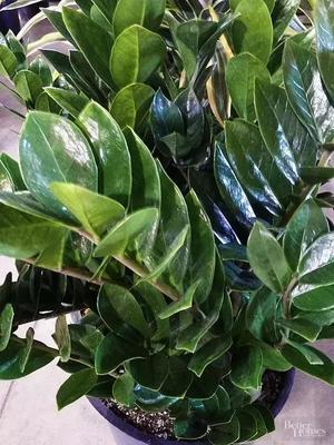 室内适合养什么植物风水学