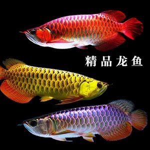 龍魚掉眼會越來越嚴重嗎圖片大全（龍魚掉眼會越來越嚴重嗎圖片大全視頻） 龍魚疾病與治療