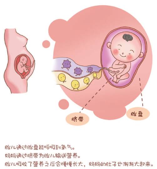 胎儿吸收营养过程图
