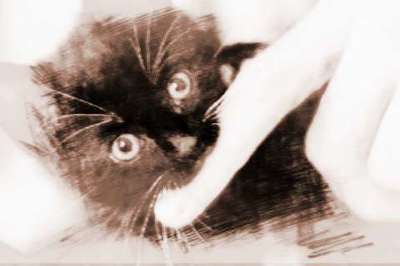 孕妇梦到被猫咬