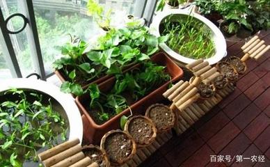 阳台红薯盆栽怎么种