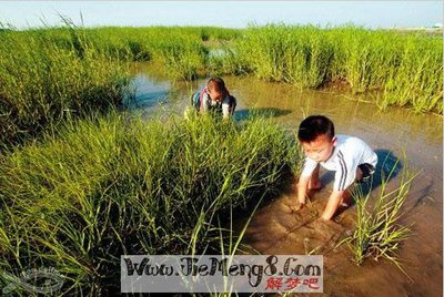 梦见和别人一起捉鱼
