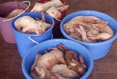 怀孕母猪呕吐怎么治疗