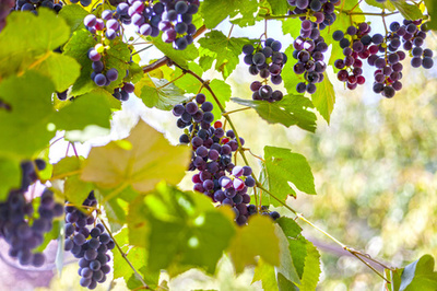 秋天吃葡萄的功效与作用