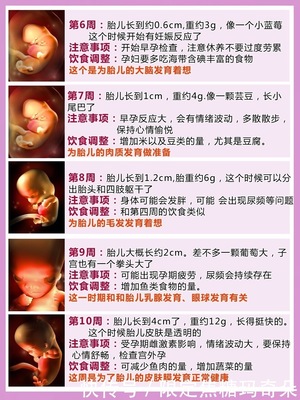 胎儿发育全过程图解