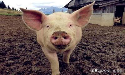 养猪技术多少钱