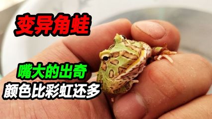 三角蛙泡酒药用功效