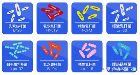 孕妇能吃双歧杆菌吗