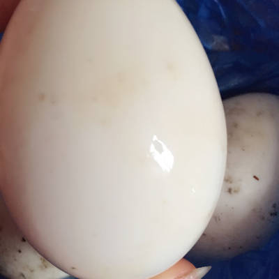 一岁的宝宝可以吃鹅蛋吗
