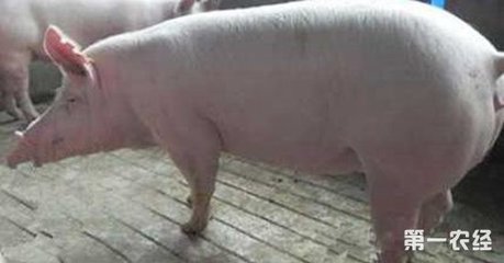 猪裂蹄病怎么治疗