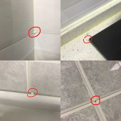 厨房厕所有蟑螂怎么办
