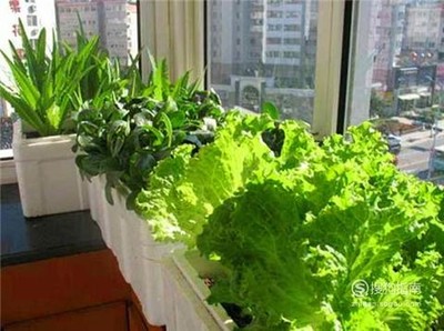 阳台种菜用什么肥料