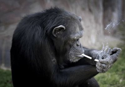 会喜欢抽烟是什么动物