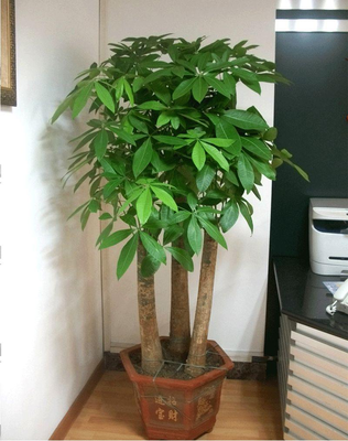 家里不能种什么树