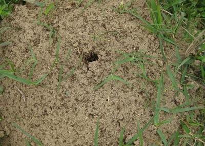 地里蚂蚁太多怎么去除