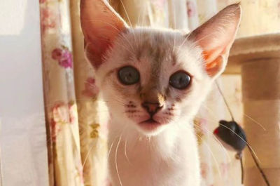 猫多久可以怀孕