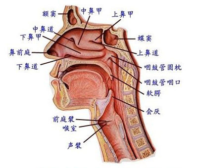 气管痉挛怎么治疗