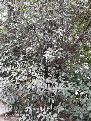 水光针一次2毫升够吗