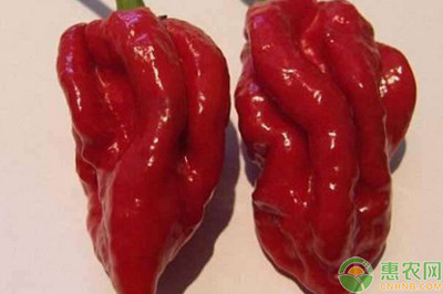 印度辣椒多少钱一斤