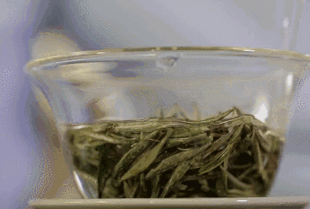 白茶如何冲泡