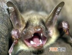 周公解梦蝙蝠